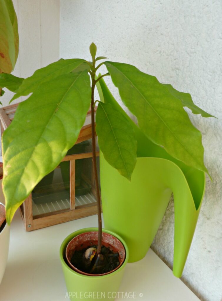 green home grown avocado tree from a pit in a pot