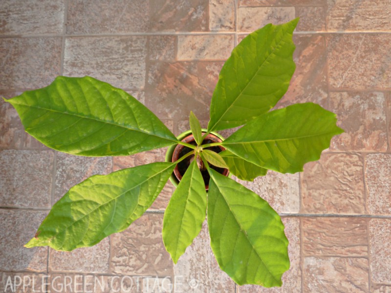 self grown avocado in a plant pot on brown floor tiles