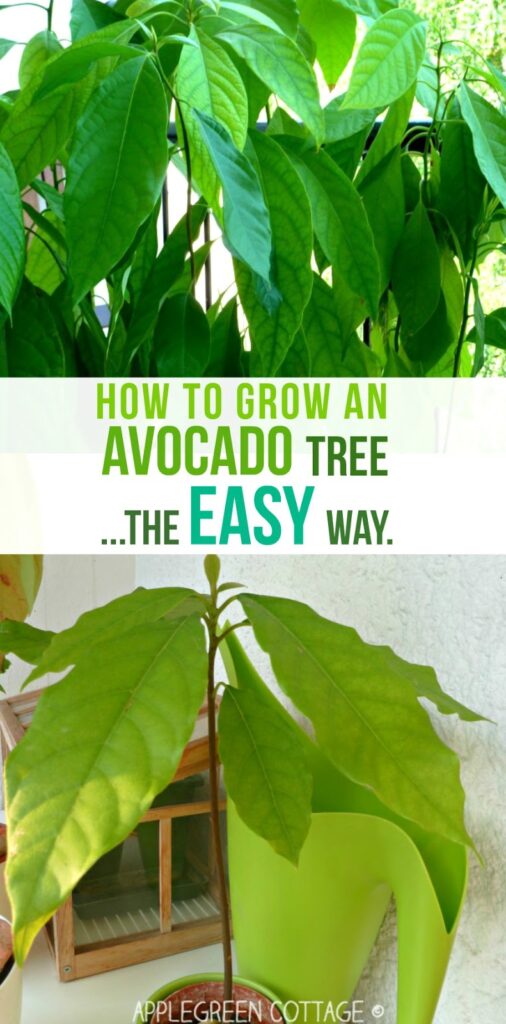 how to grow an avocado tree from a pit