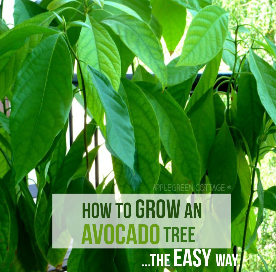 how to grow an avocado tree from a pit