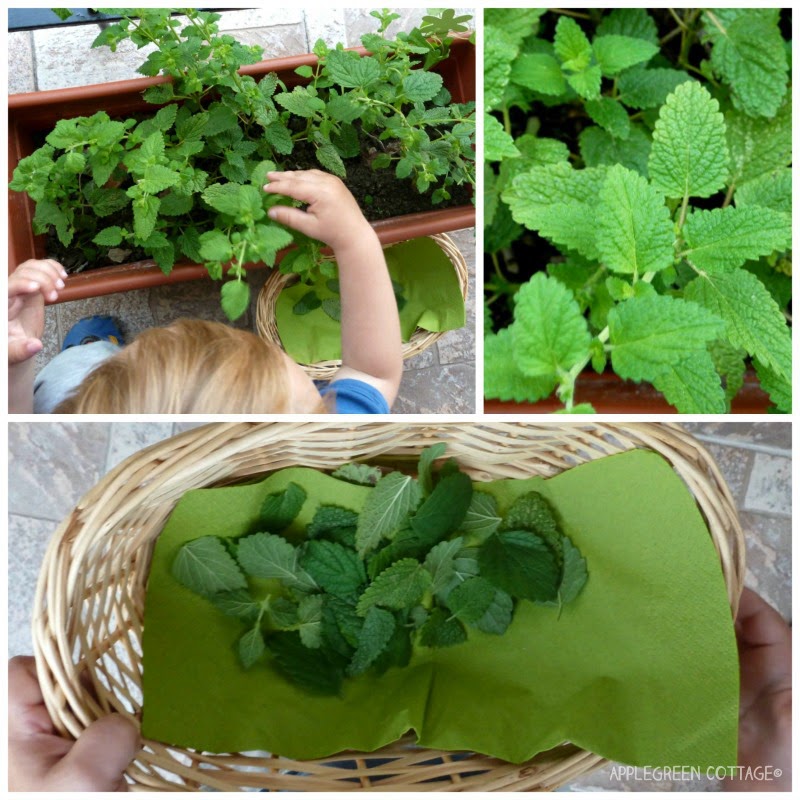 Lemon balm