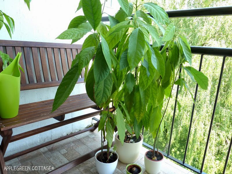 a group of homegrown avocado trees from a pit in pots with green backdrop