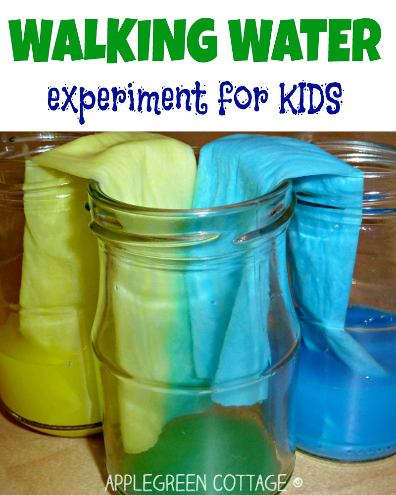 Walking water experiment for kids