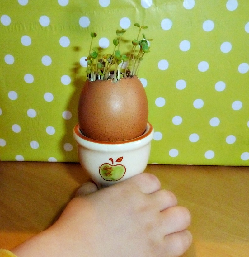 planting seeds in eggshell planters