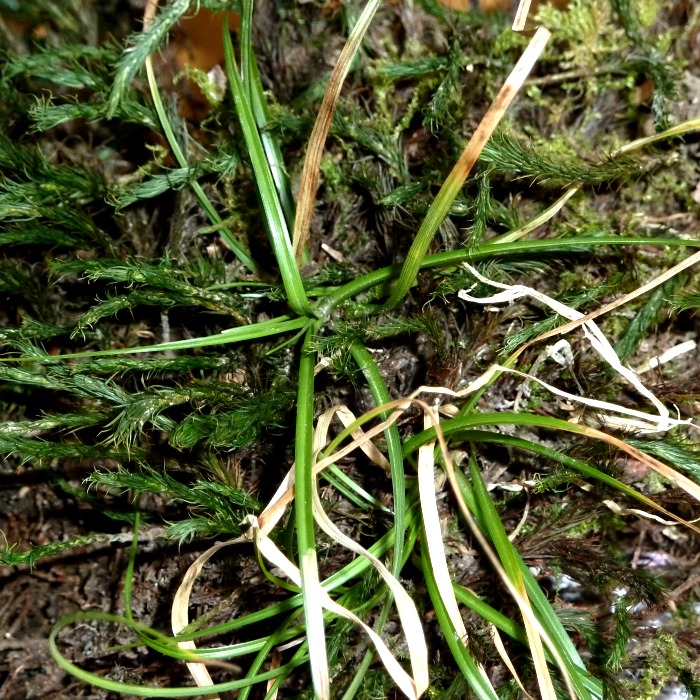 natural materials from the local forest