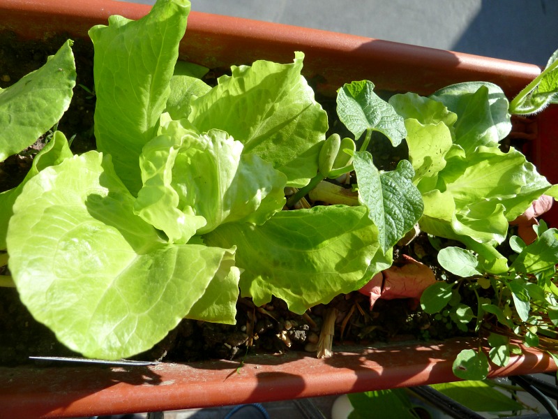 lettuce in a container grown on the balcony