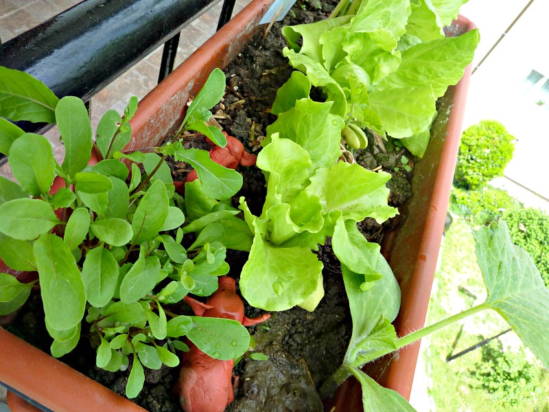 lettuce and other herb plants for gardening on balcony