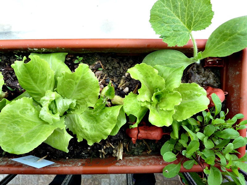 lettuce and herbs in a container gardening on balcony