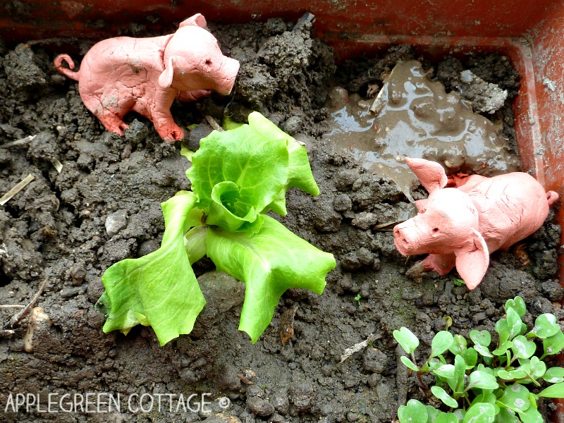 mini garden for kids on the balcony - sprouting