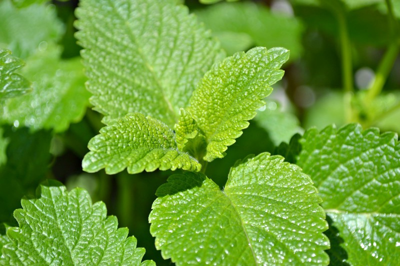 how to make lemon balm tea