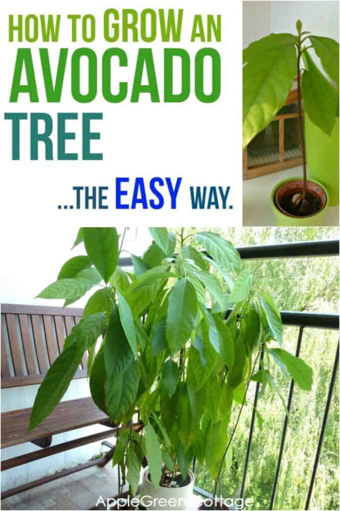 growing avocado plant