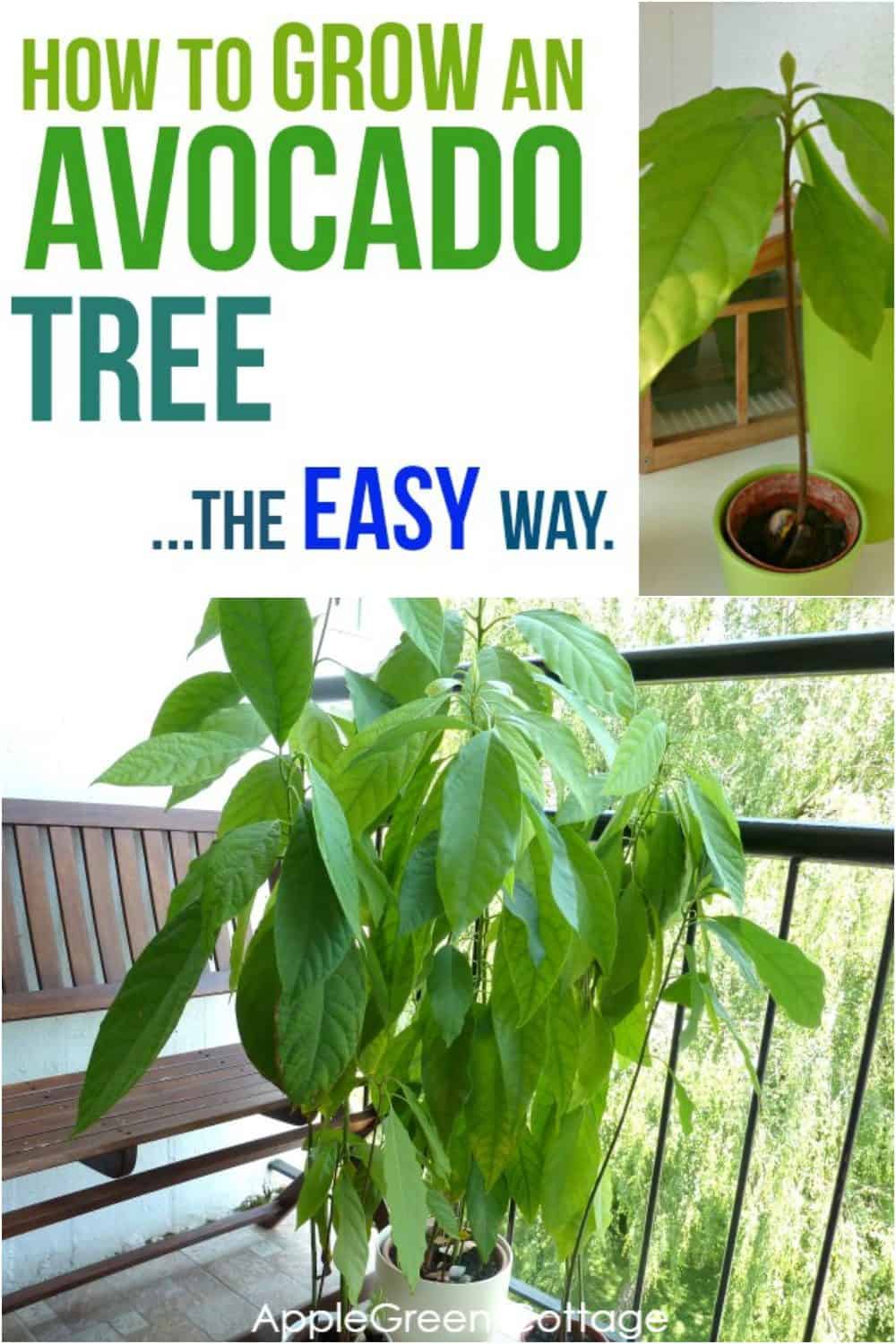 How to Grow an Avocado Tree - The Easy Way - AppleGreen Cottage