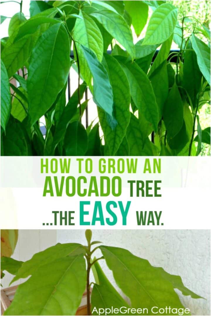 How to Grow an Avocado Tree - The Easy Way - AppleGreen Cottage