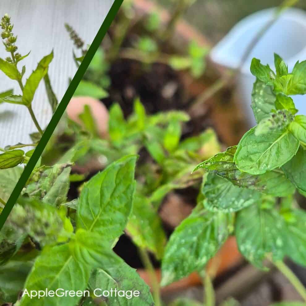 Close-up of fresh mint plant leaves in garden, perfect for homemade mint tea recipes.